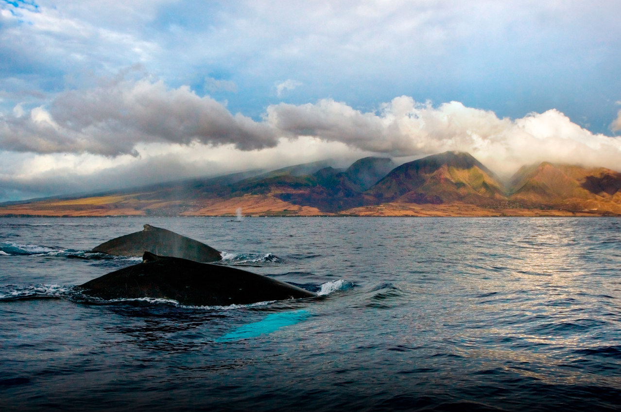 Whale Emerging